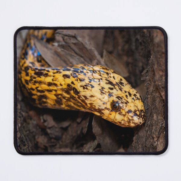 Item preview, Cape Cobra (Naja nivea) designed and sold by Pixel Press Prints.