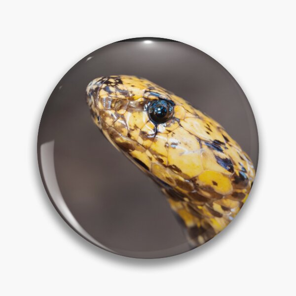 Item preview, Cape Cobra (Naja nivea) designed and sold by Pixel Press Prints.