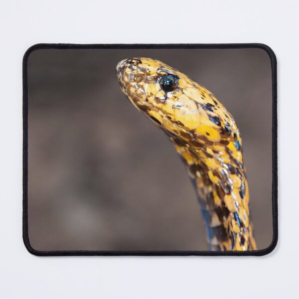Item preview, Cape Cobra (Naja nivea) designed and sold by Pixel Press Prints.