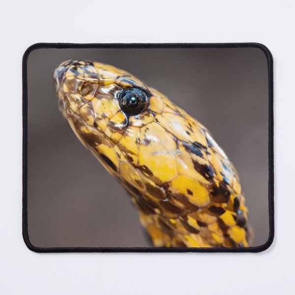 Item preview, Cape Cobra (Naja nivea) designed and sold by Pixel Press Prints.