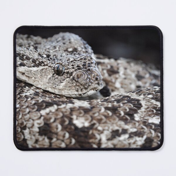 Item preview, Puff Adder (Bitis arietans) designed and sold by Pixel Press Prints.