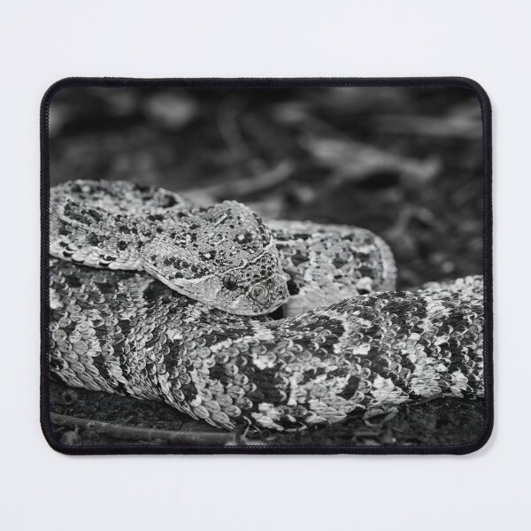 Item preview, Puff Adder (Bitis arietans) designed and sold by Pixel Press Prints.