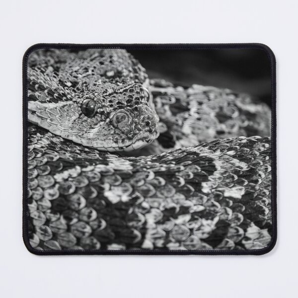 Item preview, Puff Adder (Bitis arietans) designed and sold by Pixel Press Prints.