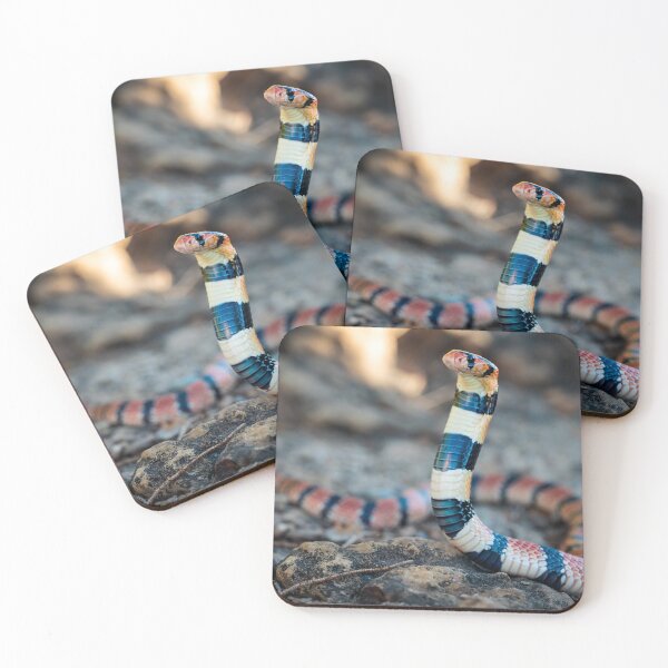 Item preview, Cape Coral Snake (Aspidelaps lubricus) designed and sold by Pixel Press Prints.