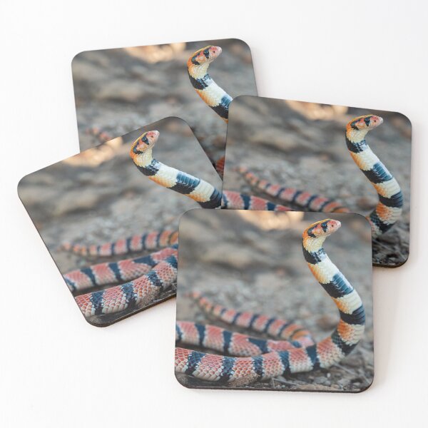 Item preview, Cape Coral Snake (Aspidelaps lubricus) designed and sold by Pixel Press Prints.