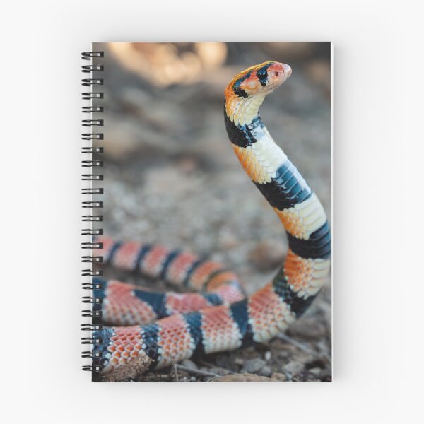 Item preview, Cape Coral Snake (Aspidelaps lubricus) designed and sold by Pixel Press Prints.