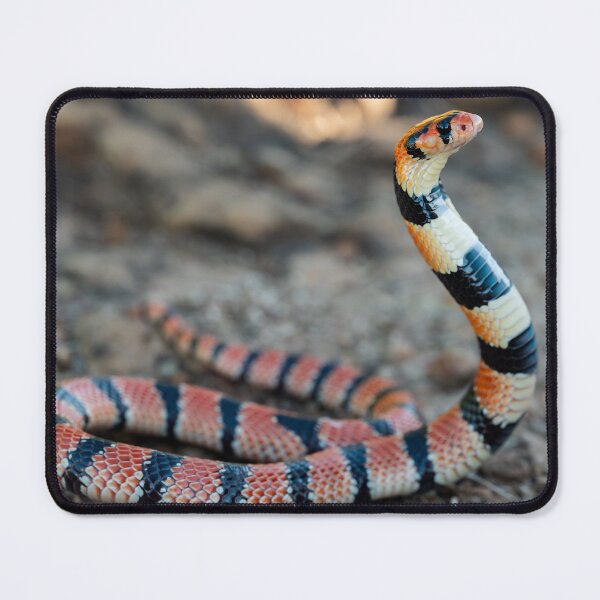 Item preview, Cape Coral Snake (Aspidelaps lubricus) designed and sold by Pixel Press Prints.