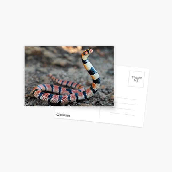 Item preview, Cape Coral Snake (Aspidelaps lubricus) designed and sold by Pixel Press Prints.