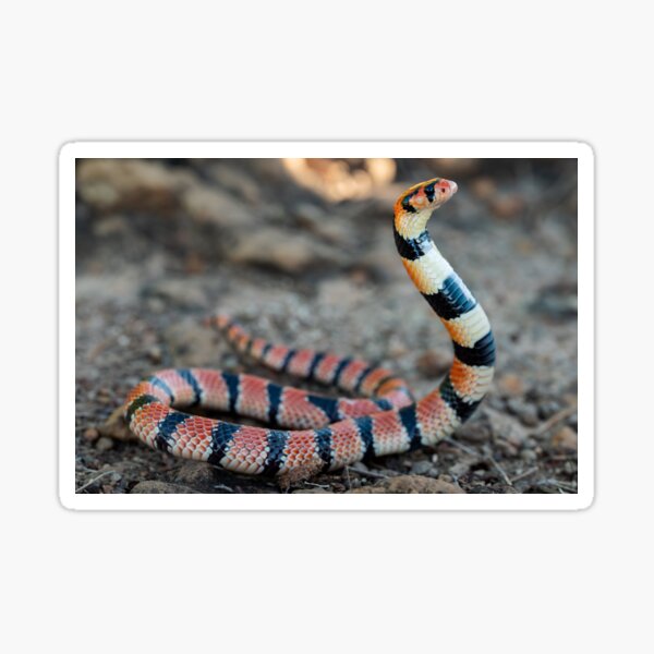 Item preview, Cape Coral Snake (Aspidelaps lubricus) designed and sold by Pixel Press Prints.