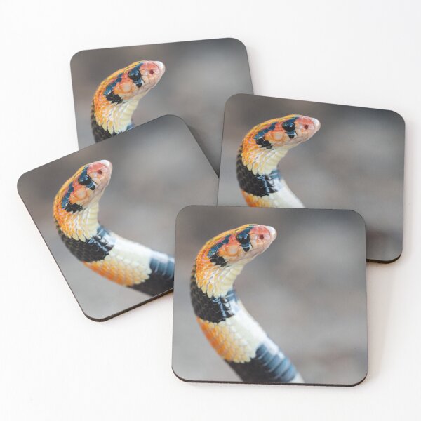 Item preview, Cape Coral Snake (Aspidelaps lubricus) designed and sold by Pixel Press Prints.