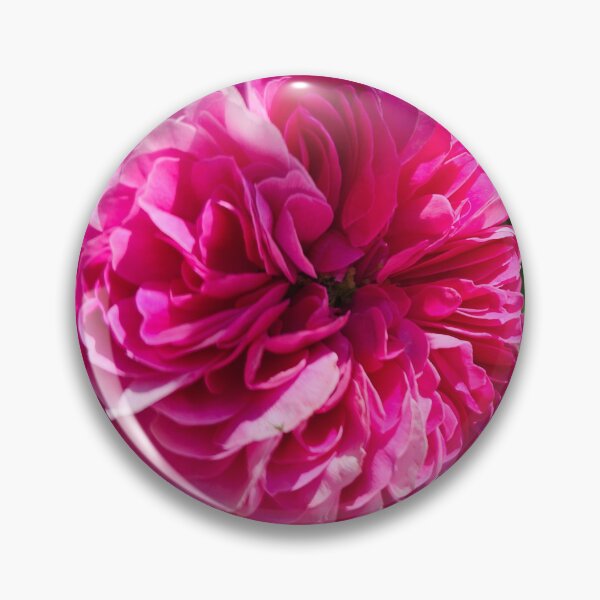 Item preview, Closeup of a Peony Blossom designed and sold by Quincy-Hedgehog.