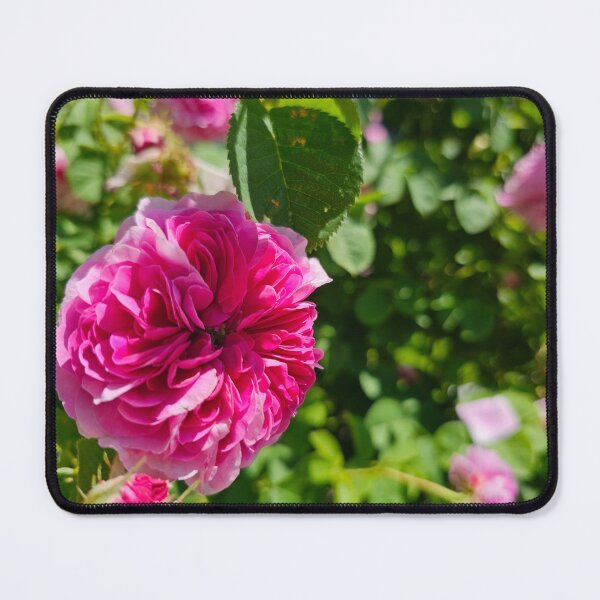 Item preview, Closeup of a Peony Blossom designed and sold by Quincy-Hedgehog.