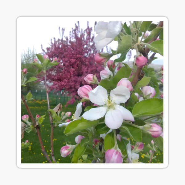 Item preview, Apple Blossoms designed and sold by Debbie Schulte.