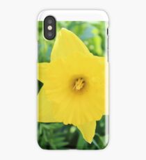 Daffodil iPhone Case/Skin
