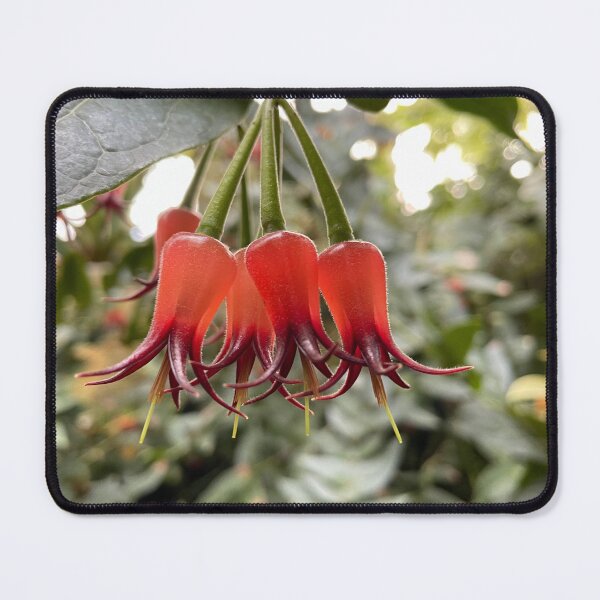 Item preview, Translucent Tropical Flowers designed and sold by Bud, Blossom & Bloom.