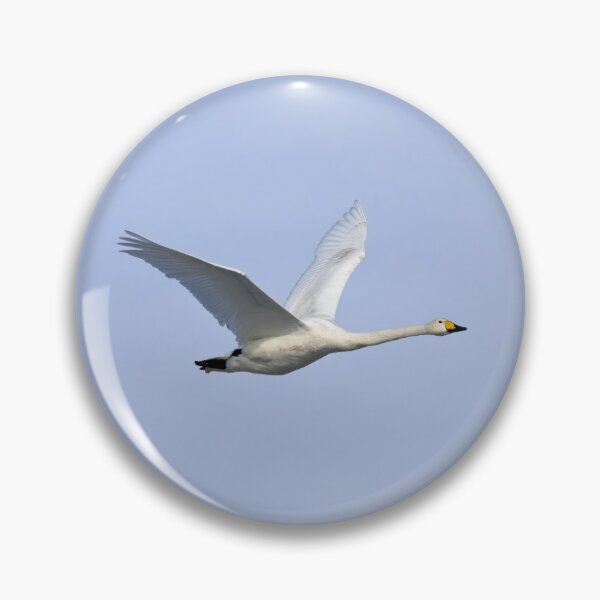 Item preview, Solo. Whooper swan designed and sold by Jouko Lehto Photography.