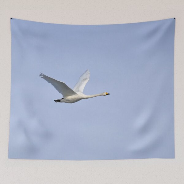 Item preview, Solo. Whooper swan designed and sold by Jouko Lehto Photography.
