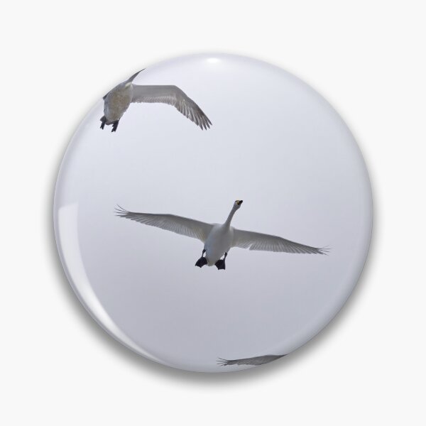 Item preview, Whooper swan 3x designed and sold by Jouko Lehto Photography.