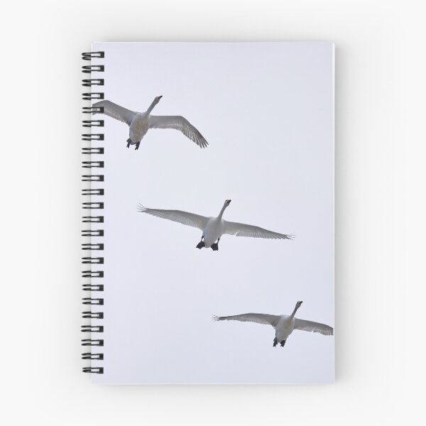 Item preview, Whooper swan 3x designed and sold by Jouko Lehto Photography.