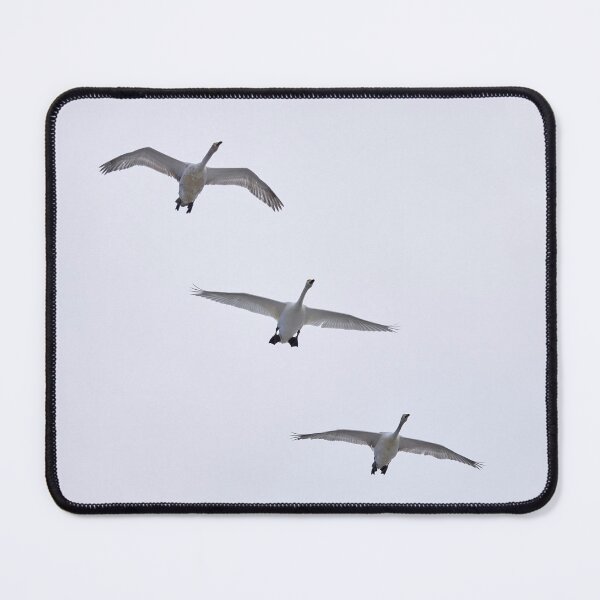 Item preview, Whooper swan 3x designed and sold by Jouko Lehto Photography.