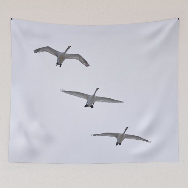 Item preview, Whooper swan 3x designed and sold by Jouko Lehto Photography.