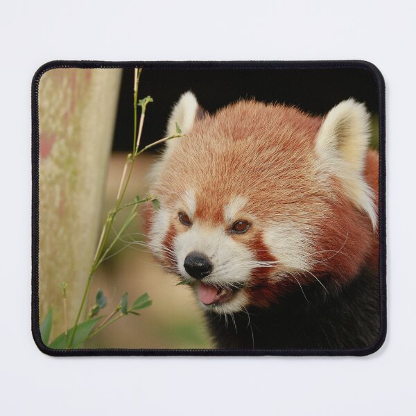 Item preview, Pandamonium designed and sold by miradorpictures.