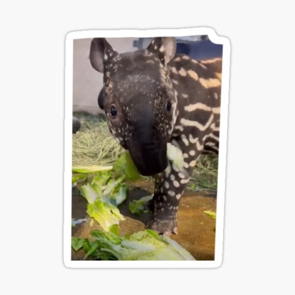 Vista previa del artículo con la obra «Baby Tapir», diseñado y vendido por Courtney Croxall.