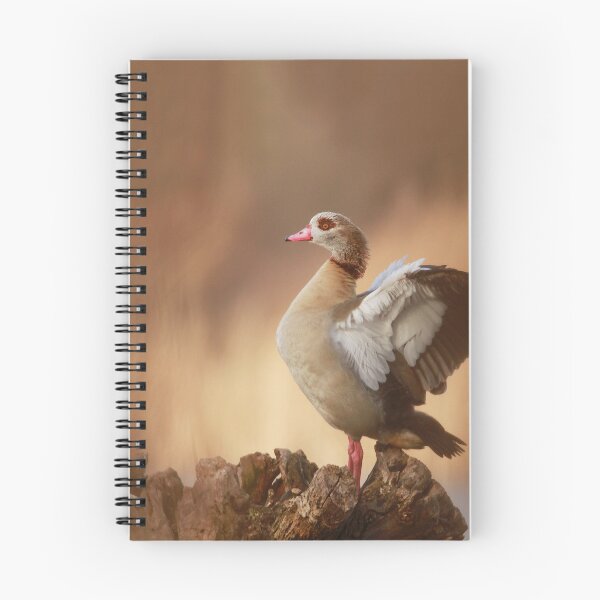 Item preview, Caught in a flap  designed and sold by miradorpictures.