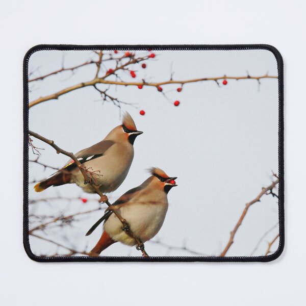 Item preview, Waxy berries designed and sold by miradorpictures.