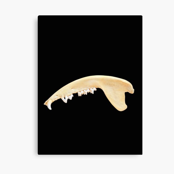 Item preview, MAMMAL JAW BONE designed and sold by Chili Cake.