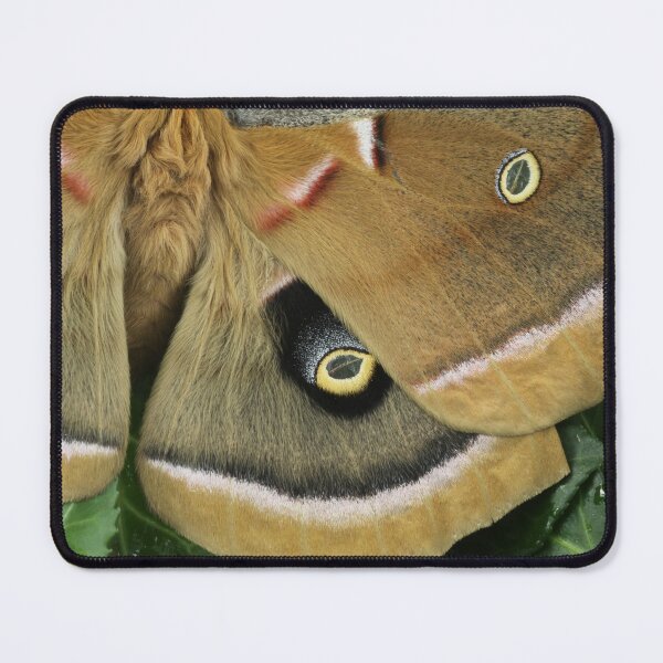 Item preview, Polyphemus Moth designed and sold by WolfNoodles.
