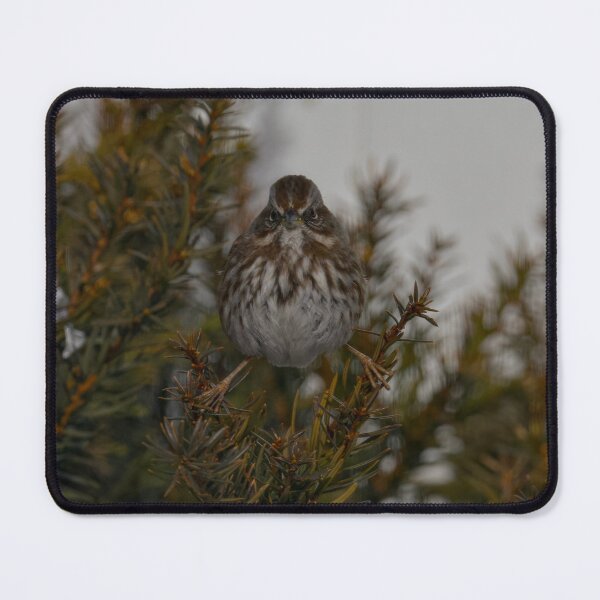 Item preview, Song sparrow stare designed and sold by Cblifeisgood.