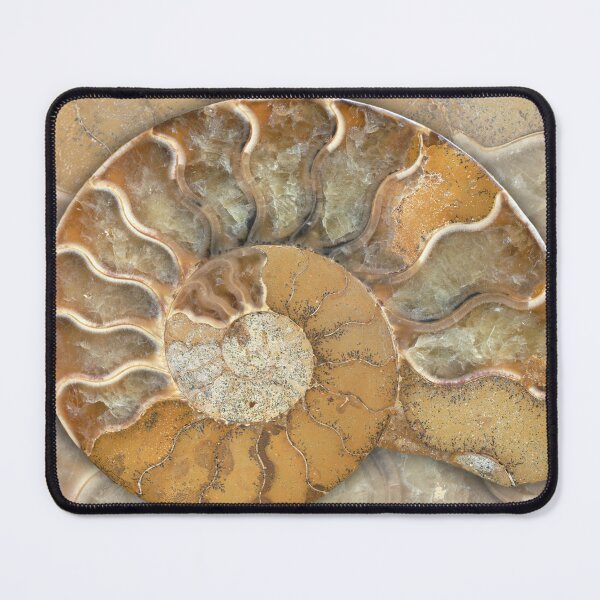 Item preview, Fossil Ammonite - Nautilus Shell - natural earthy tones designed and sold by Nadya Neklioudova.