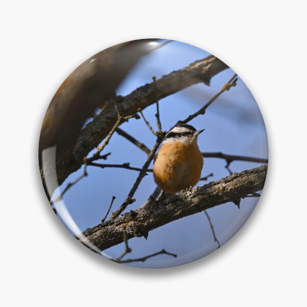 Item preview, Red Breasted Nuthatch on branch designed and sold by Cblifeisgood.