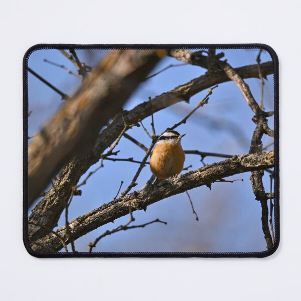 Item preview, Red Breasted Nuthatch on branch designed and sold by Cblifeisgood.