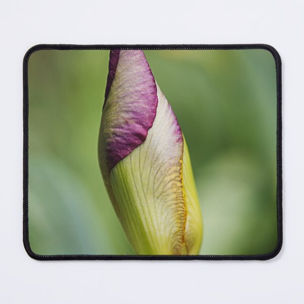 Item preview, Shes Nearly Opening Iris Bud designed and sold by Joy Watson - Natural Light Photography .