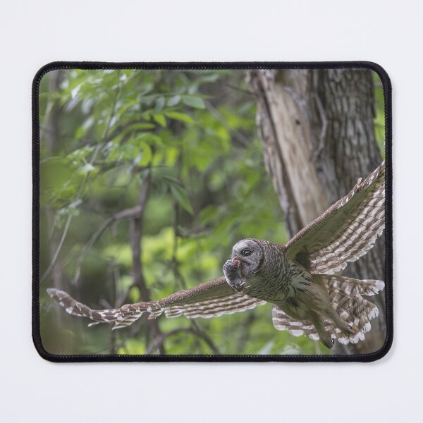 Item preview, Barred owl With Prey designed and sold by Puttaswamy Ravishankar.