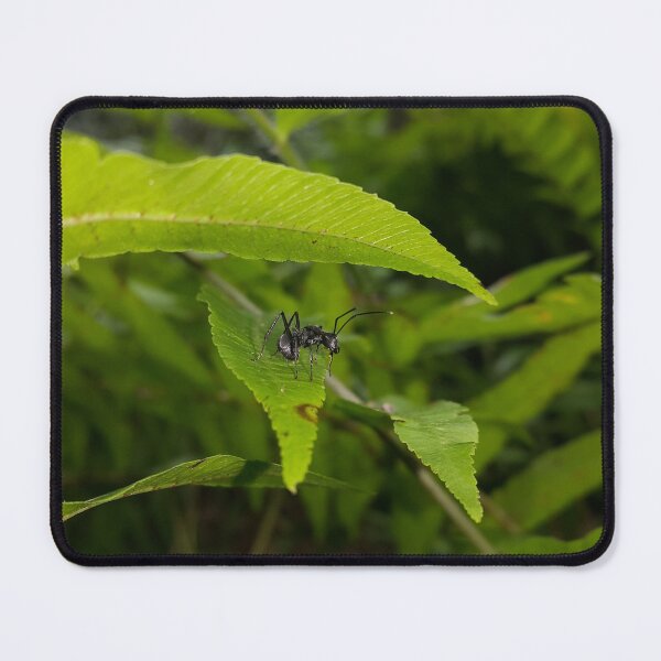 Item preview, Black Carpenter Ant on a Leaf designed and sold by Yusuf-Design.