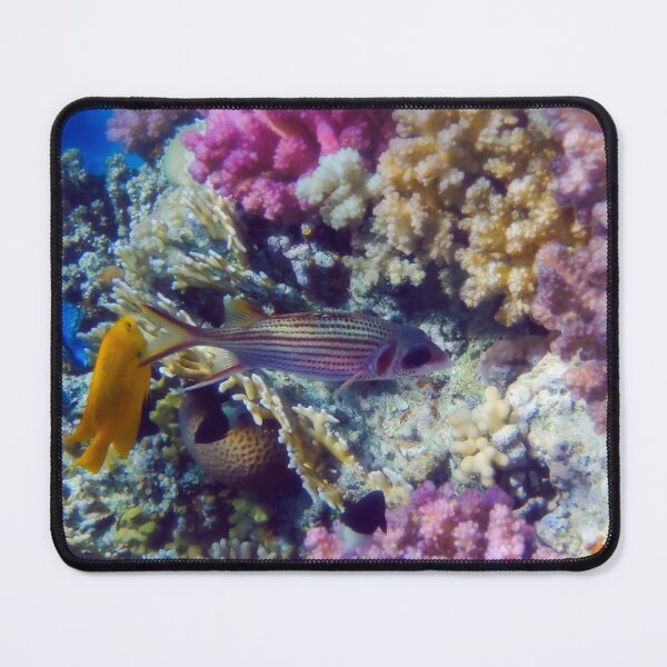 Item preview, Sammara Squirrelfish designed and sold by hurmerinta.