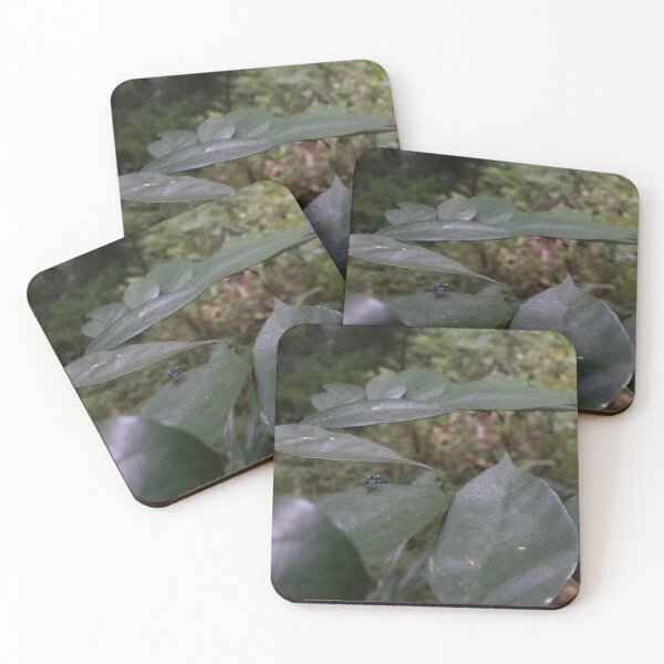 Item preview, The spider of the jumper on the leaf. designed and sold by Yusuf-Design.