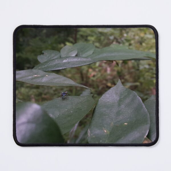 Item preview, The spider of the jumper on the leaf. designed and sold by Yusuf-Design.