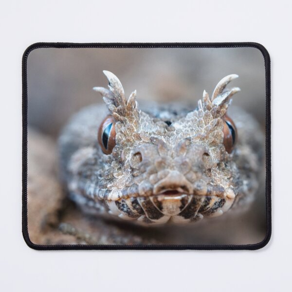 Item preview, Many-Horned Adder (Bitis cornuta) designed and sold by Pixel Press Prints.