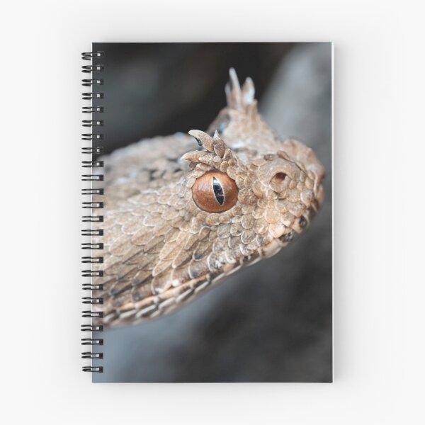 Item preview, Many-Horned Adder (Bitis cornuta) designed and sold by Pixel Press Prints.