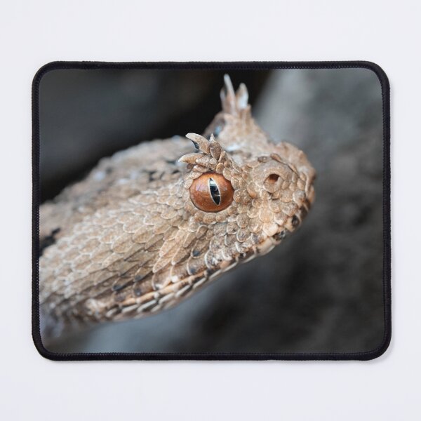 Item preview, Many-Horned Adder (Bitis cornuta) designed and sold by Pixel Press Prints.