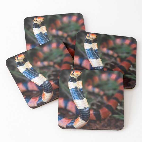 Item preview, Cape Coral Snake (Aspidelaps lubricus) designed and sold by Pixel Press Prints.