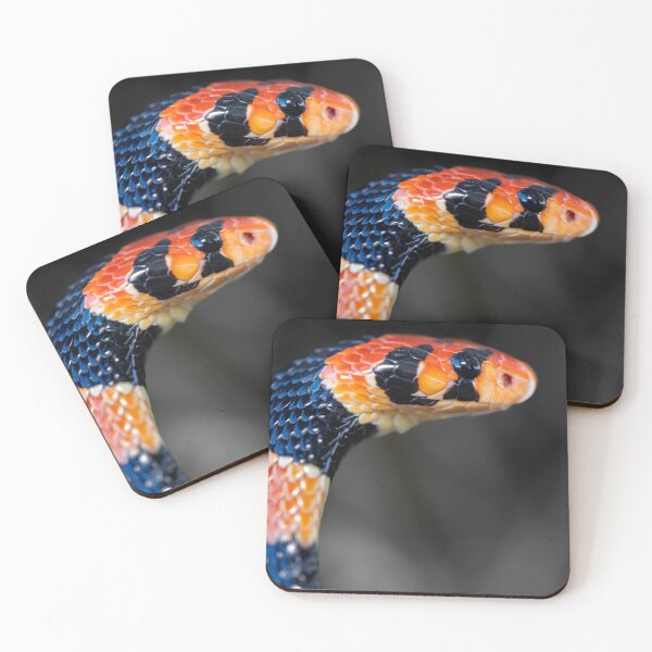 Item preview, Cape Coral Snake (Aspidelaps lubricus) designed and sold by Pixel Press Prints.