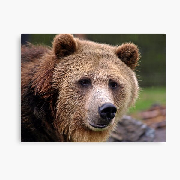 Grizzled Stare Canvas Print