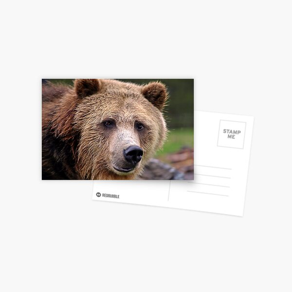 Grizzled Stare Postcard