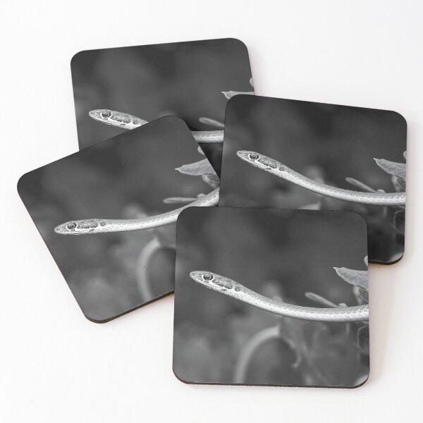Item preview, Karoo Sand Snake (Psammophis notostictus) designed and sold by Pixel Press Prints.