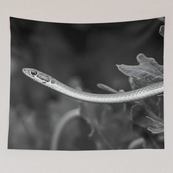 Item preview, Karoo Sand Snake (Psammophis notostictus) designed and sold by Pixel Press Prints.